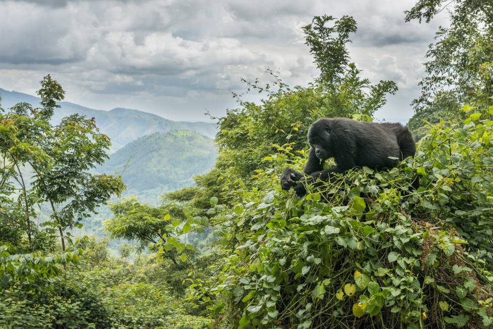 VIAJES A AFRICA 2024 | GORILAS Y CHIMPANCÉS EN UGANDA