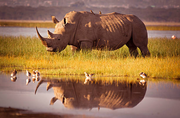 Viaje descubriendo sudafrica (pilanesberg) y cataratas victoria (zimbabwe) con chobe  desde Monterrey