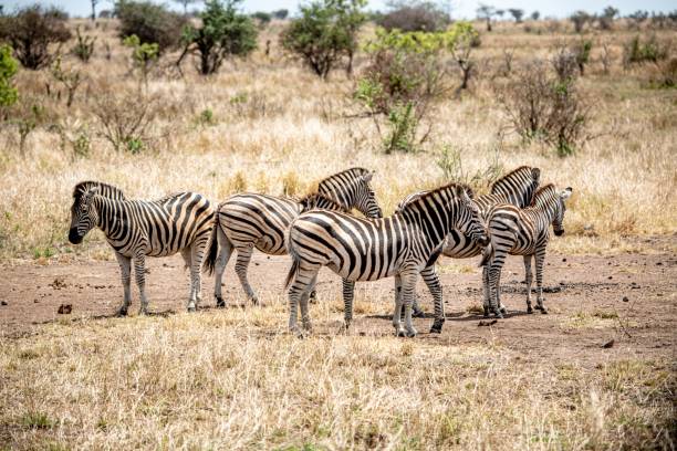 Viaje sudafrica en reserva privada  desde Monterrey