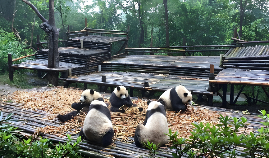 Viaje china del oso panda  desde Monterrey